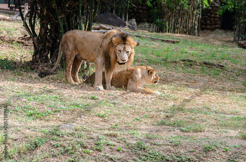 A pair of lions in a zoo