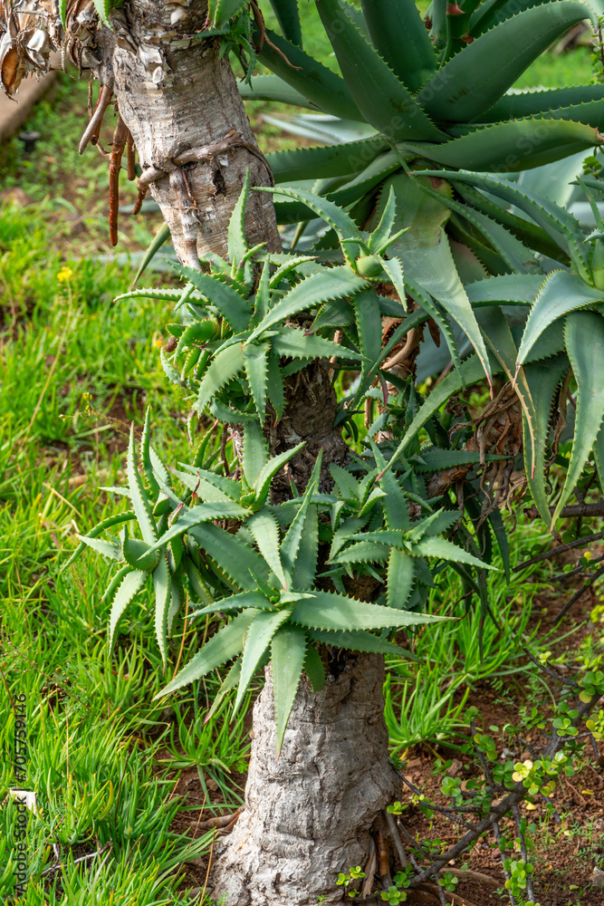 Tropical Plants in the botanical garden of funchal on Madeira Tropical Plants in the botanical garden of funchal on Madeira
