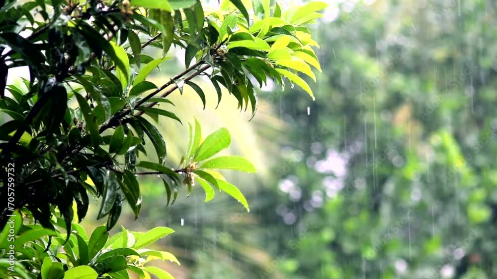 beautiful rain kerala india