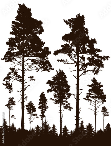 Coniferous forest, silhouette of pine trees, vertical landscape after deforestation. Vector illustration