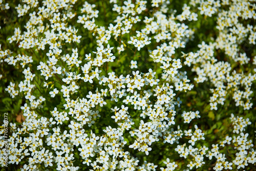 white flowers on the field