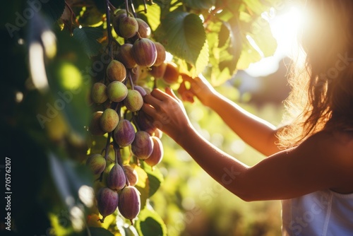  a person picking fruit from a tree with sunlight shining through the leaves and a person picking fruit from a tree with sunlight shining through the leaves and sun shining through.