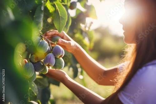  a close up of a person picking fruit off of a tree with sunlight shining through the leaves and a person picking fruit off of a tree with sunlight shining through the leaves.