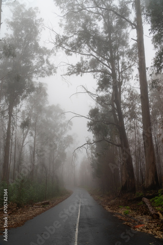 Foggy street trough an eucalyptus forest