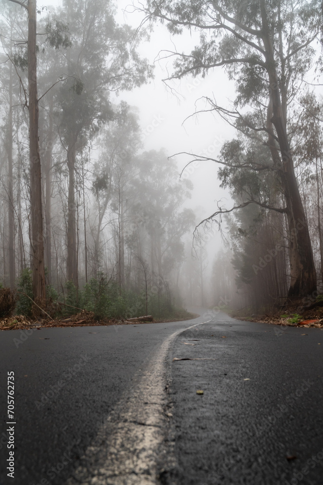 Fototapeta premium Foggy street trough an eucalyptus forest
