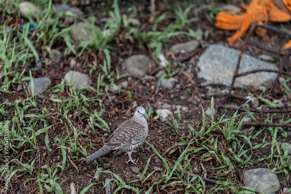 bird in the grass on the ground bird pigeon bird in the grass on the ground bird pigeon
