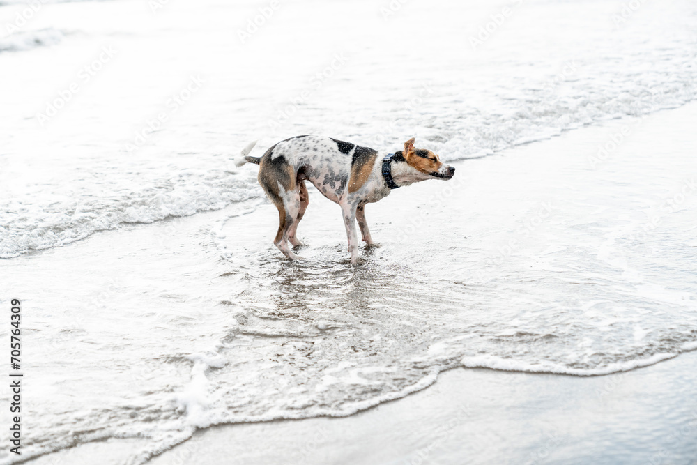 Dog in the ocean wet and shaking coat Dog in the ocean wet and shaking coat