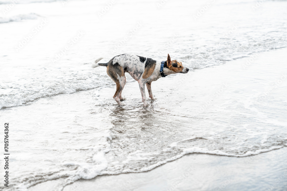 Naklejka premium Dog in the ocean wet and shaking coat