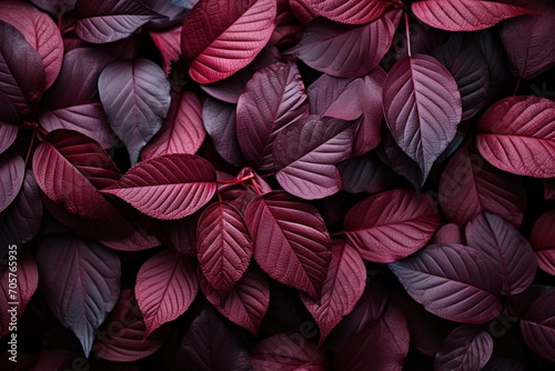  a bunch of purple leaves that are on top of a bed of red and purple leaves that are on top of a bed of red and purple leaves that are on top of the bed of purple leaves. © Nadia