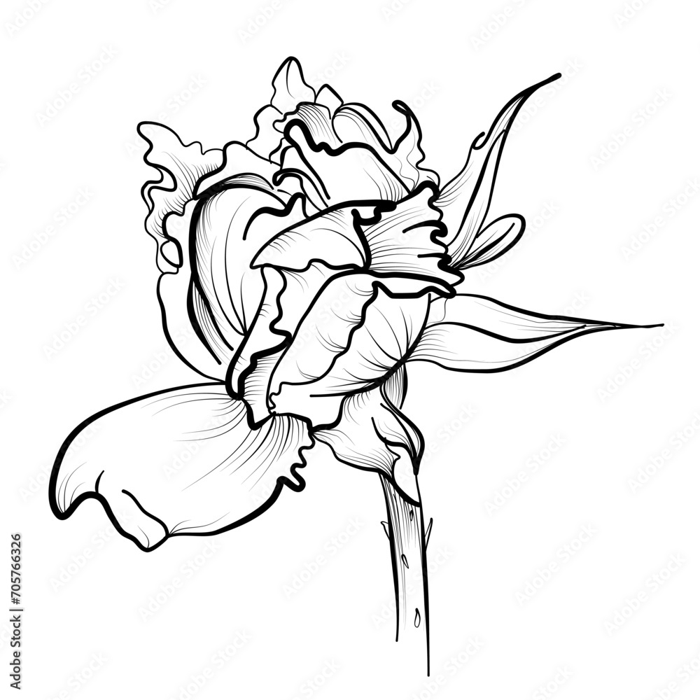 custom made wallpaper toronto digitalblooming rosebud vector illustration by hand
