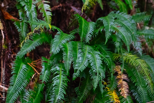 Wet Tropical fern on Madeira