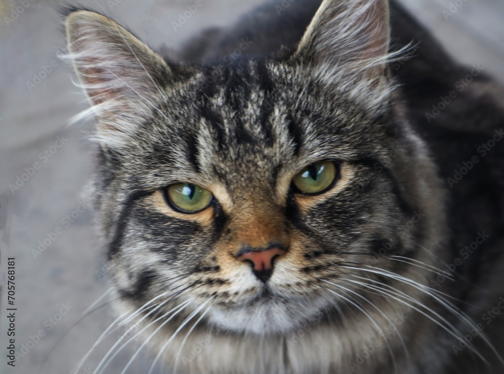 tabby gray cat, direct gaze, muzzle with whiskers, green eyes, stray cat tabby gray cat, direct gaze, muzzle with whiskers, green eyes, stray cat