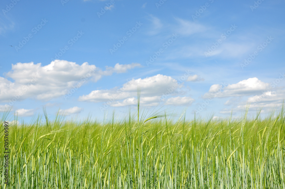 Wheat field. Agriculture. Blue sky and wheat field. Wheat field. Agriculture. Blue sky and wheat field.