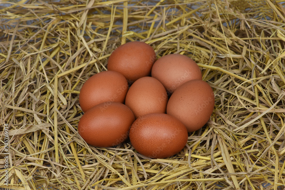 fresh chicken eggs on the straw background . Pile of chicken eggs