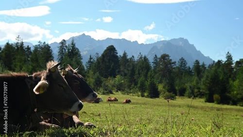 Cows relax and rehash in front of an alpine panorama in summer