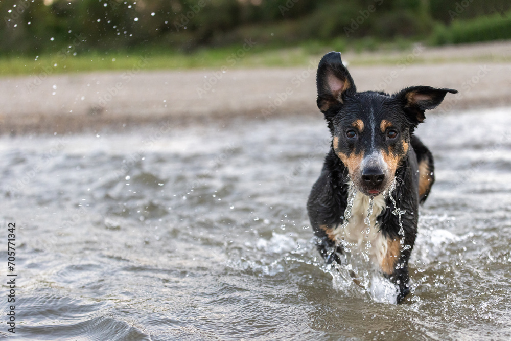 appenzeller mountain dog jumping into water appenzeller mountain dog jumping into water