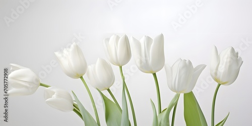 delicate white tulips on a white background