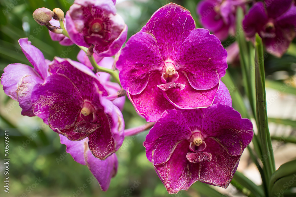 Fresh Pink of orchid flower Fresh Pink of orchid flower