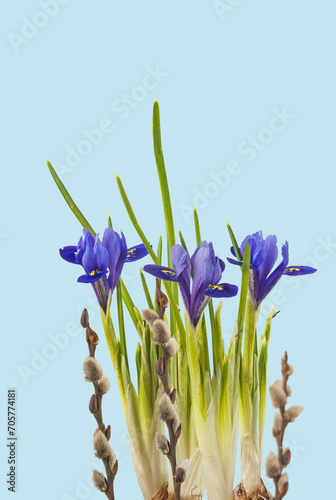 Iridodictyum flowering and willow branches