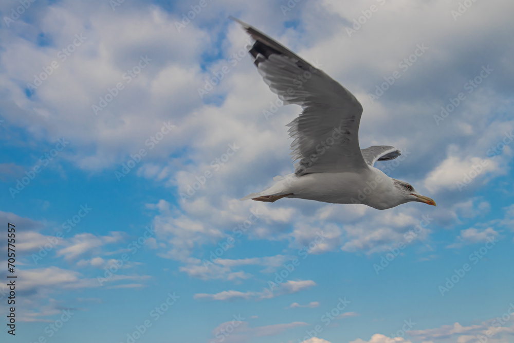 Seagulls, known as Seabird flying over the Greek shore at Aegean Sea, nearby Thessaloniki Seagulls, known as Seabird flying over the Greek shore at Aegean Sea, nearby Thessaloniki