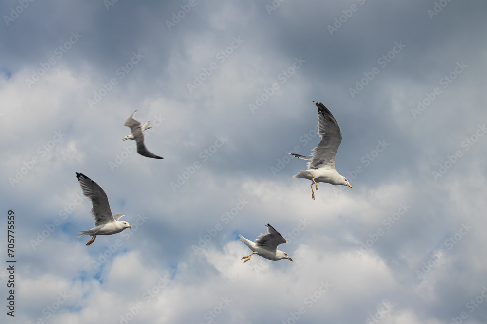 Seagulls, known as Seabird flying over the Greek shore at Aegean Sea, nearby Thessaloniki Seagulls, known as Seabird flying over the Greek shore at Aegean Sea, nearby Thessaloniki