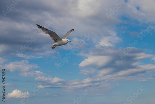 Seagulls, known as Seabird flying over the Greek shore at Aegean Sea, nearby Thessaloniki 