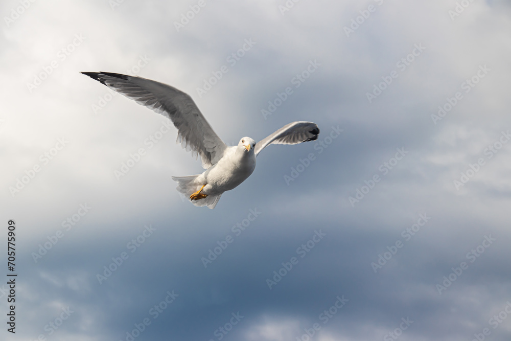 Seagulls, known as Seabird flying over the Greek shore at Aegean Sea, nearby Thessaloniki Seagulls, known as Seabird flying over the Greek shore at Aegean Sea, nearby Thessaloniki