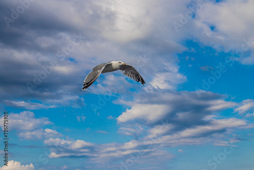 Seagulls, known as Seabird flying over the Greek shore at Aegean Sea, nearby Thessaloniki  photo