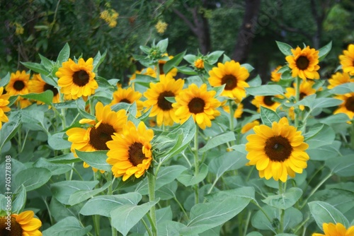 sunflowers blooming beauty nature in garden Thailand