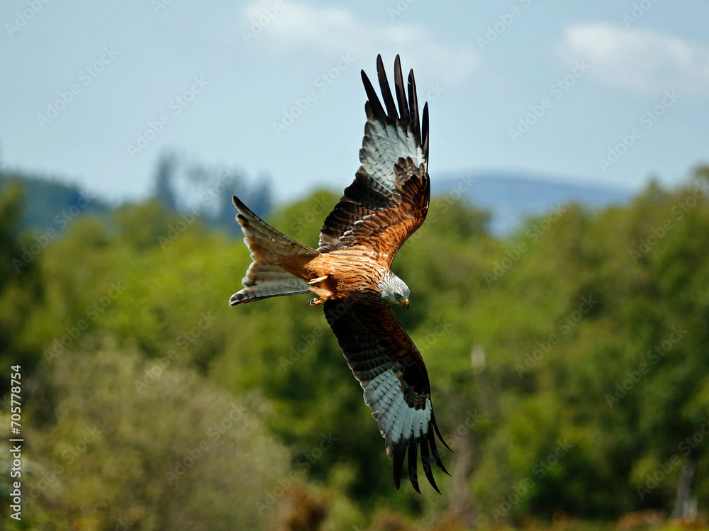 Fototapeta premium Red kites in the hills of Scotland
