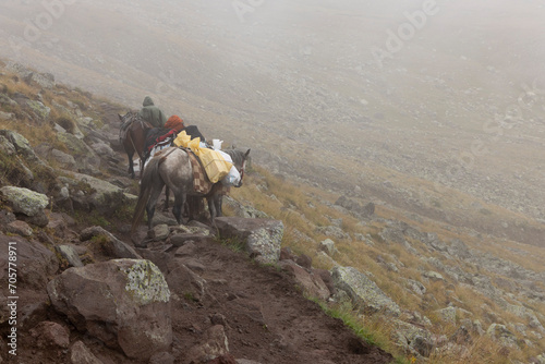 Landscape of pack horses carrying luggage for tourists on Mount Kazbegi in Caucasus mountains © Barosanu