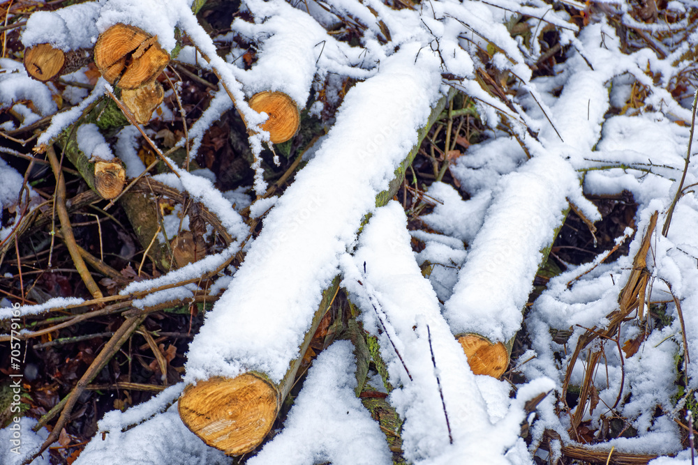 A wonderful winter forest in Bavaria A wonderful winter forest in Bavaria