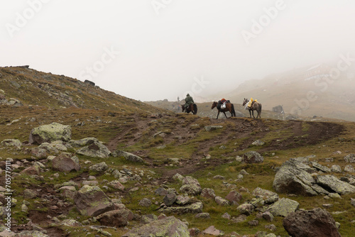 Landscape of pack horses carrying luggage for tourists on Mount Kazbegi in Caucasus mountains