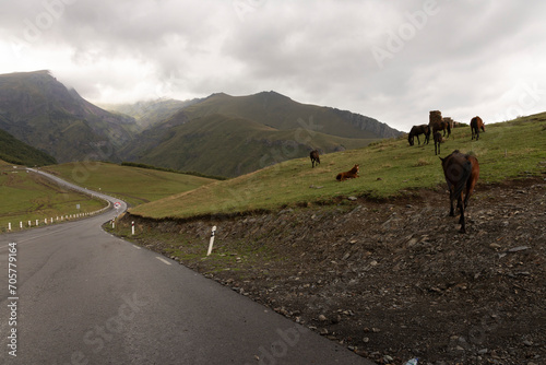 Horses on the road in Caucasus mountains Georgia near Kazbegi peak