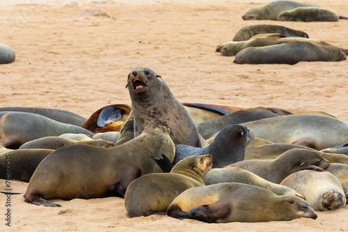 Cape fur seals, in one of the largest colonies of its kind, rest along the Skeleton Coast of Namibia.