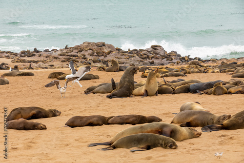 Cape fur seals, in one of the largest colonies of its kind, rest along the Skeleton Coast of Namibia.
