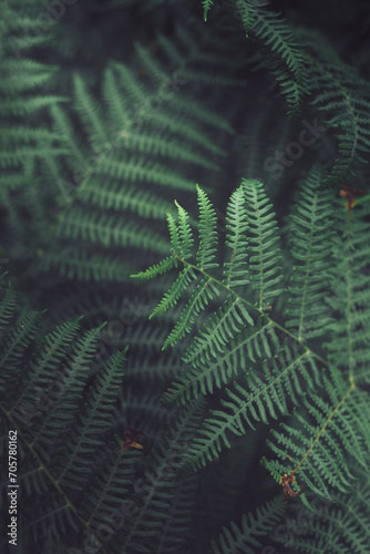 Natural fern wallpaper