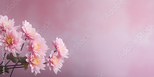 pink chrysanthemum en flowers in front of an empty abstract background