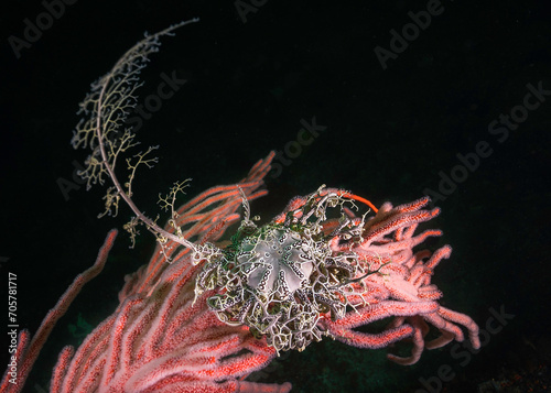 A Basket Star (Astrocladus euryale) thats attached to a Palmate sea fan (Leptogoria palma) closeup with black background photo