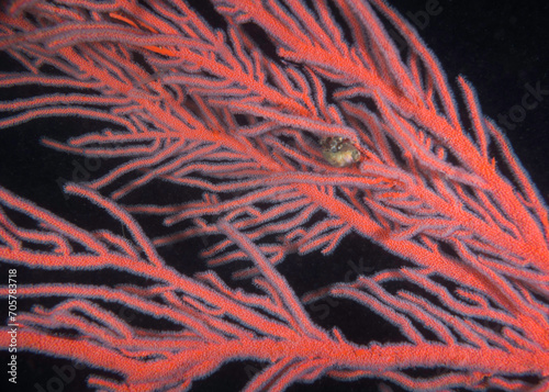 Closeup of a vibrant Palmate sea fan (Leptogoria palma) branch with its feeding polyps extended underwater with black background