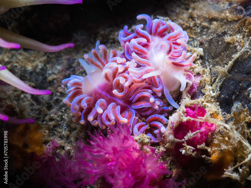 Two Coral nudibranchs (Phyllodesmium horridum) sea slugs next to each other on the reef with bright pink to purple colour