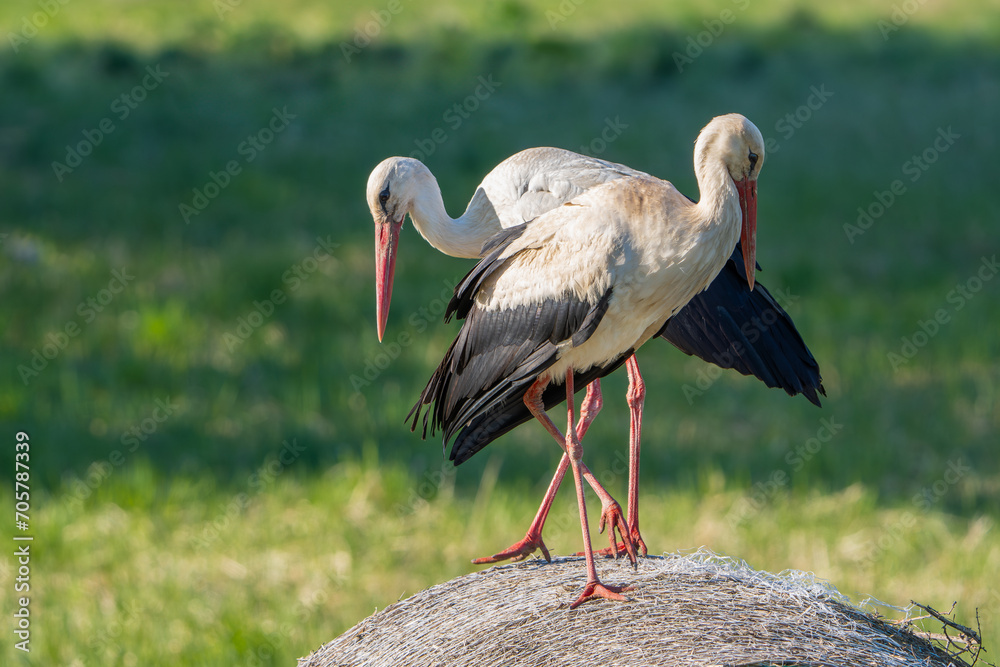 Fototapeta premium white stork ciconia