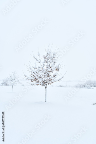 Wallpaper Mural Tree in a Snowy Field Torontodigital.ca