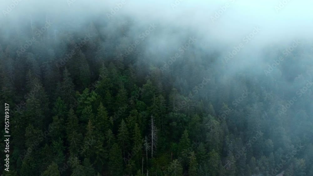 scary mist in the forest shot by drone