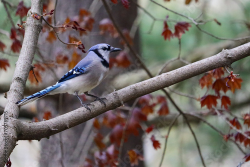 Blue Jay Perching On Red Maple