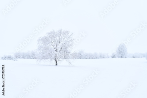 Trees in a Snowy Farm Field © Steve