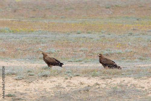 Two eagles sits on the ground amidst dry grass