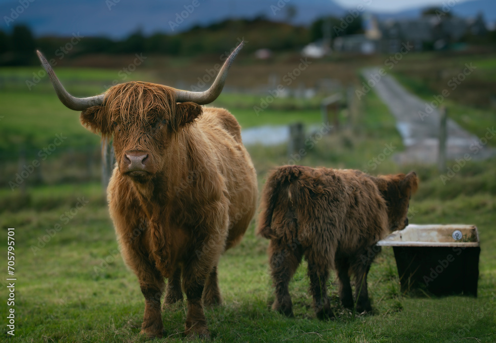 Highland Cattle Highland Cattle