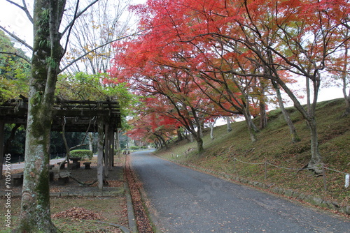 Himeyama Park and autumn leaves in the early morning in Himeji, Japan photo