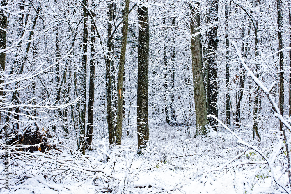 Fototapeta premium A wonderful winter forest in Bavaria
